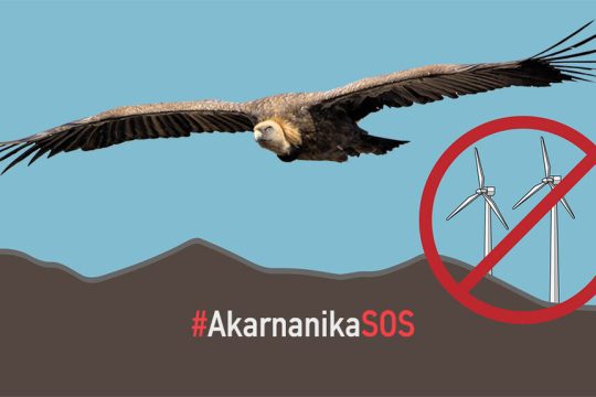 akarnanika sos